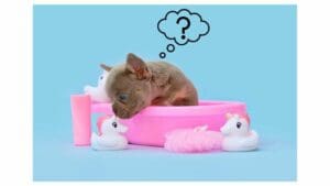 Startups e unicórnios: qual a relação entre os dois?